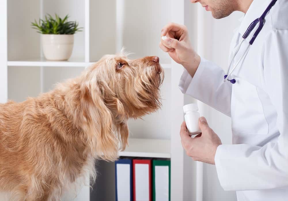 Homeopatia Acupuntura Animal